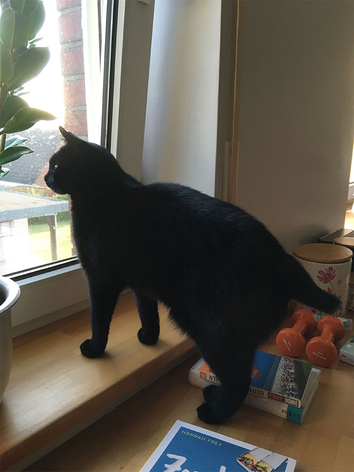 Eine Katze schaut auf dem Fenster