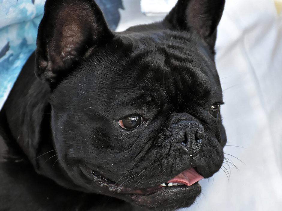 Eine schwarze französische Bulldogge