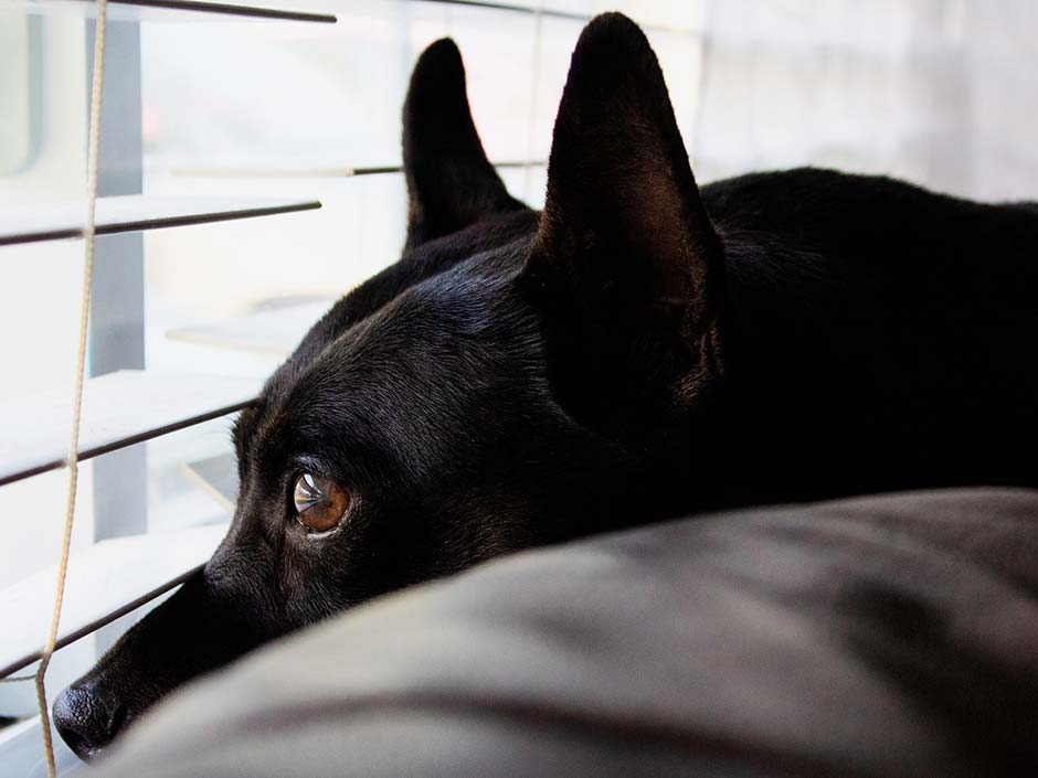 Trennungsstress: Hund blickt aus dem Fenster. Jotoya/Pixabay
