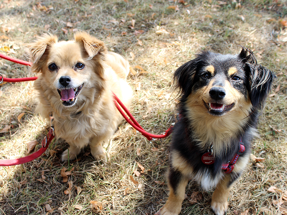 Hunde aus dem Ausland TASSO