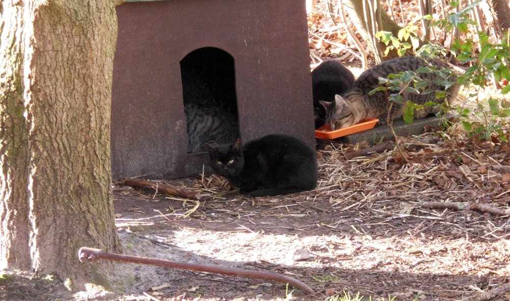 Eine Katze sitzt vor einem Katzenschutzhäuschen.