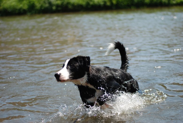 Rettung In Letzter Minute Einjähriger Hund Aus Schleuse