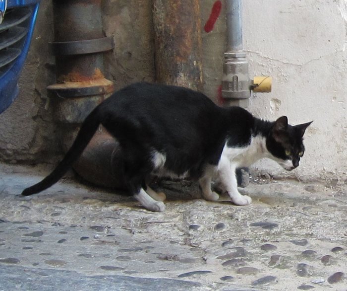 Eine abgemagerte Streunerkatze auf der Straße.