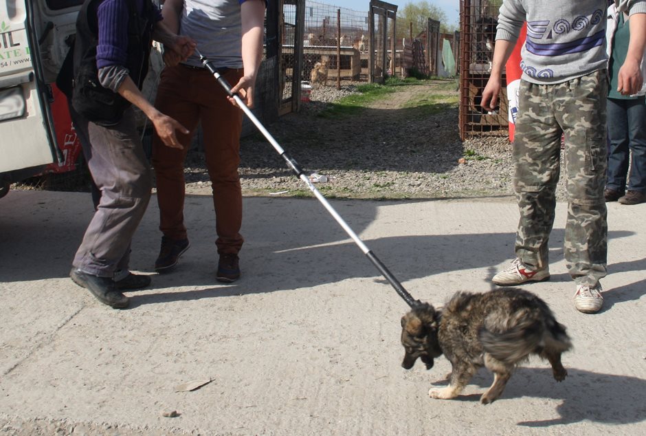 Straßenhunde und Hundefänger | TASSO