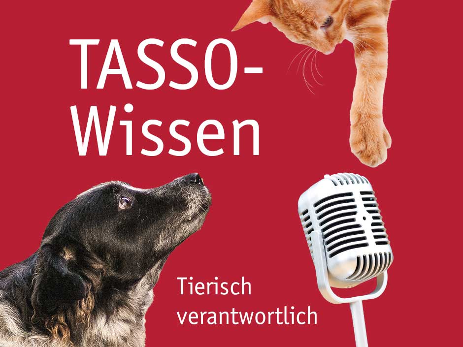 Hund und Katze mit Mikrofon.