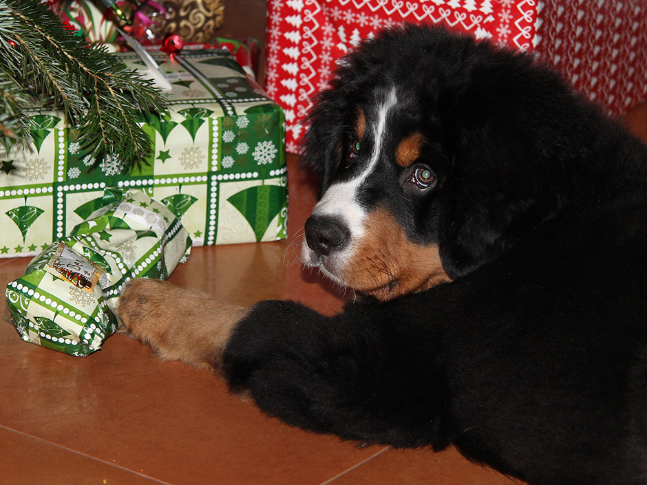 Hund unterm Weihnachtsbaum 