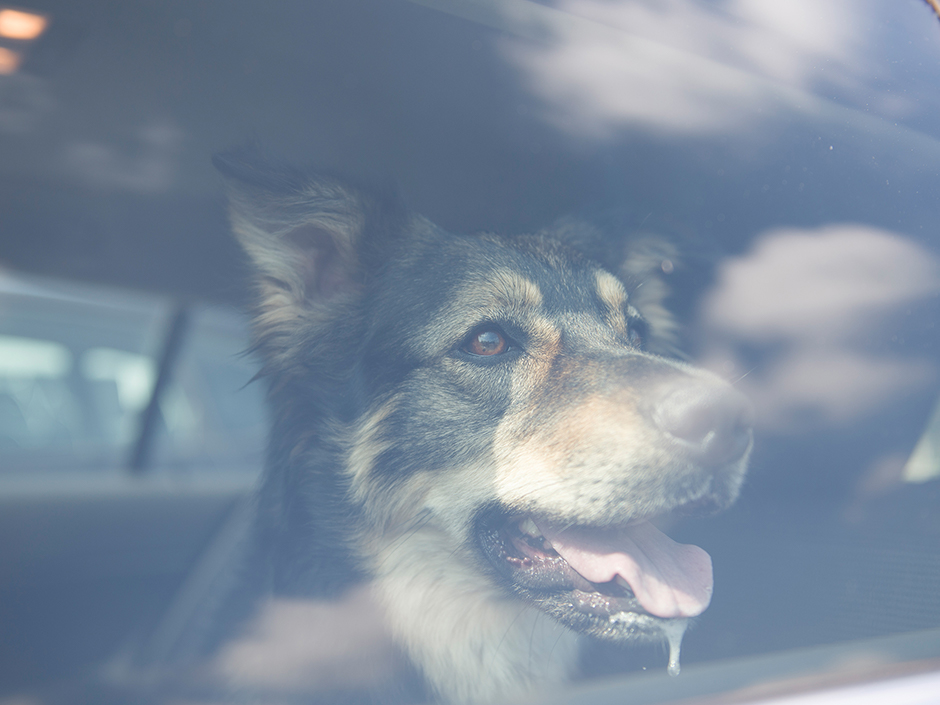 Hund im heißen Auto