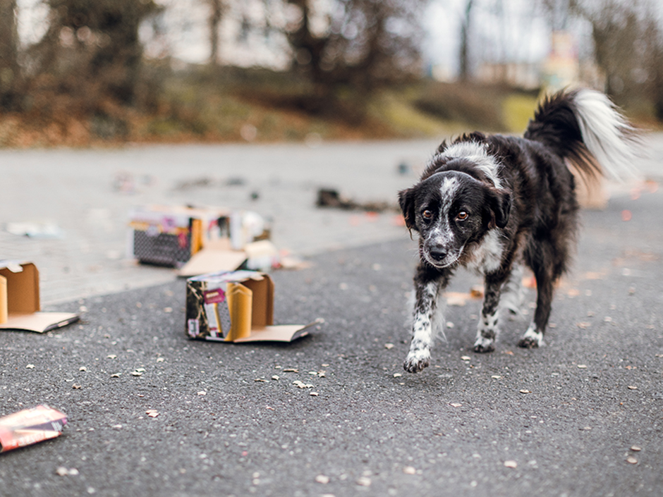 Hund und Feuerwerk