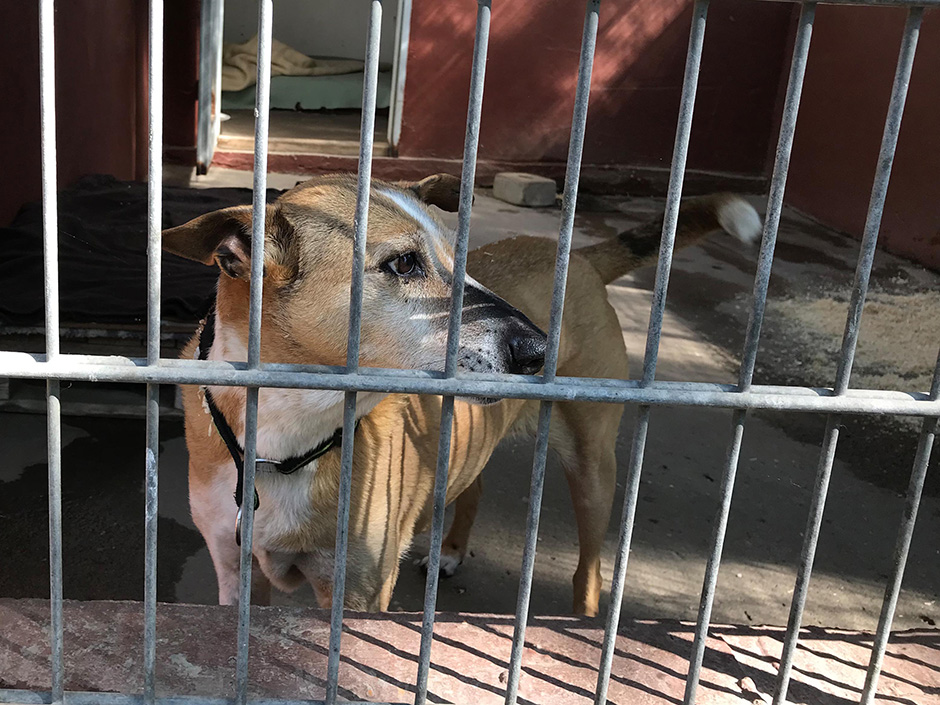 Älterer Hund im Tierheim 