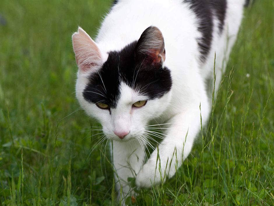 Weiß-schwarze Katze streift durch die Wiese 