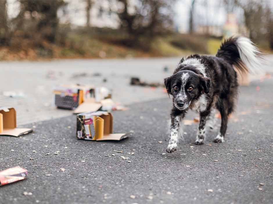 Ein Hund läuft neben Silvesterfeuerwerk.