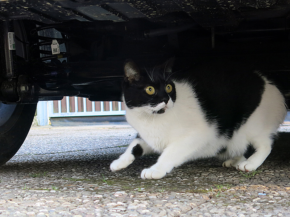 Eine Katze versteckt sich unter einem Auto