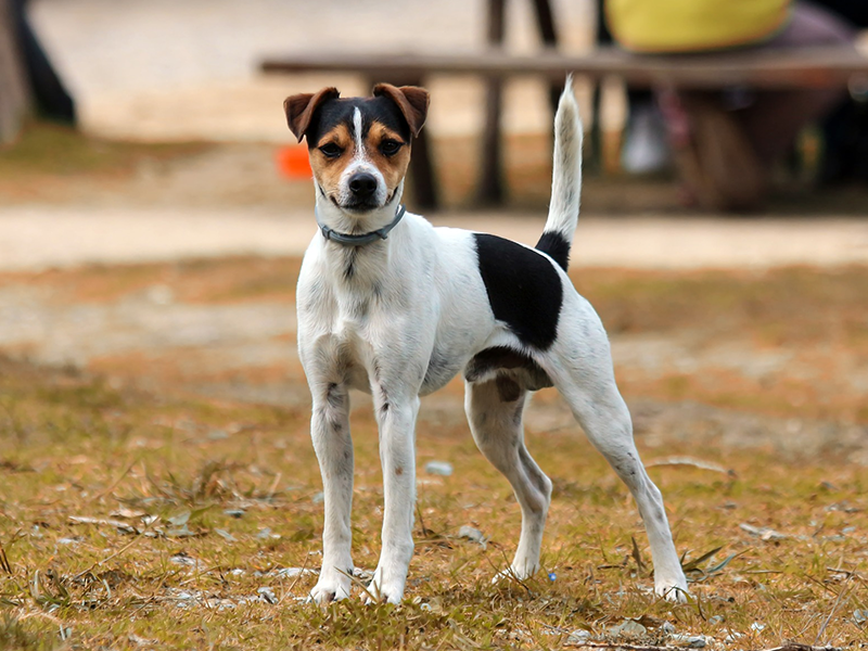 Hunde Aus Dem Ausland Gesetze Und Wichtige Tipps Tasso