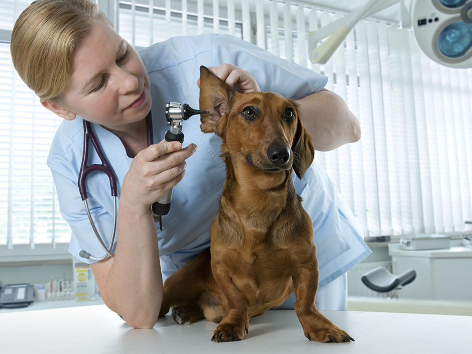 Ihr Hund hat Angst vorm Tierarzt? Tipps & Ratschläge  TASSO