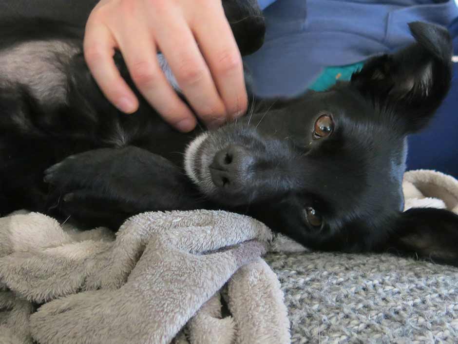 Ein schwarzer Hund wird gestreichelt.