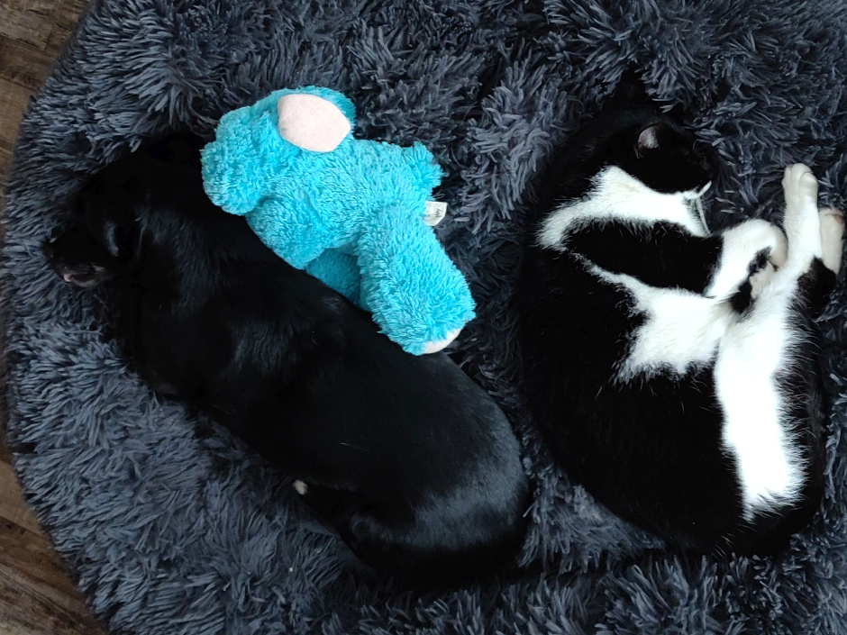 Hund und Katze liegen im Körbchen.