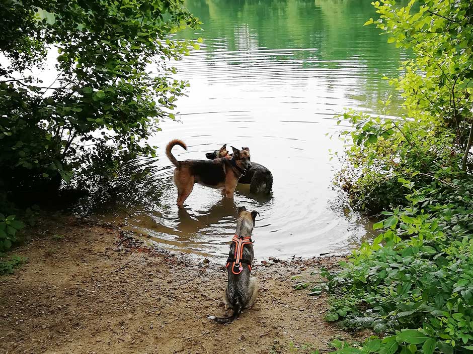 Drei Hunde gehen im See baden.