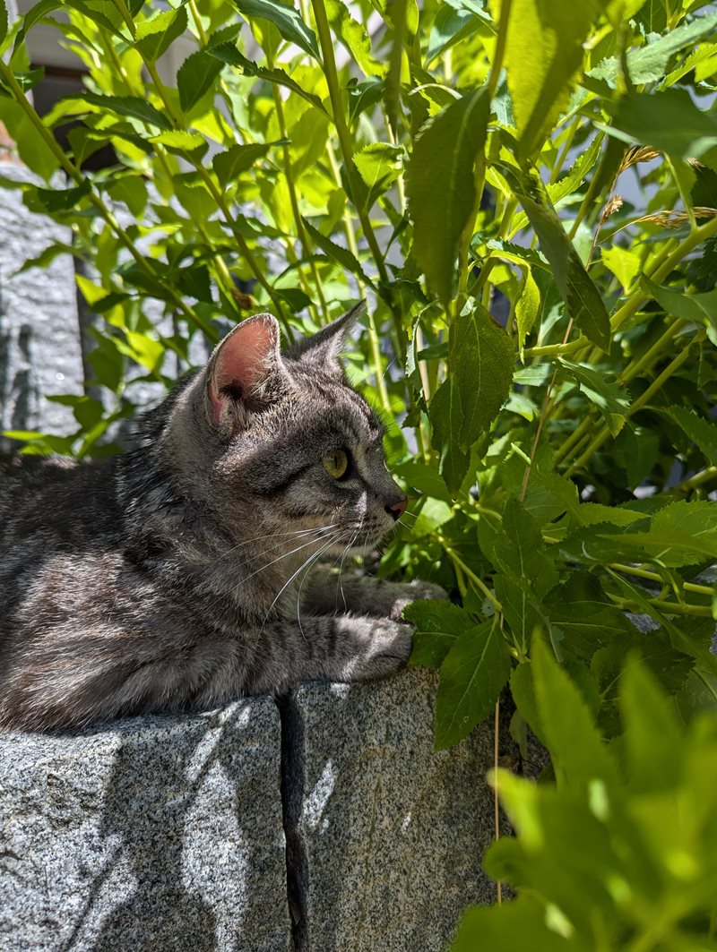 Kater Freddy im Garten.