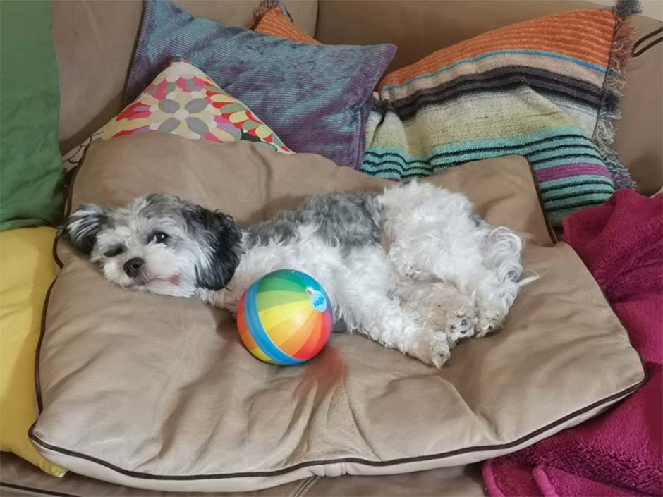 Hündin Billie liegt zu Hause auf dem Sofa.