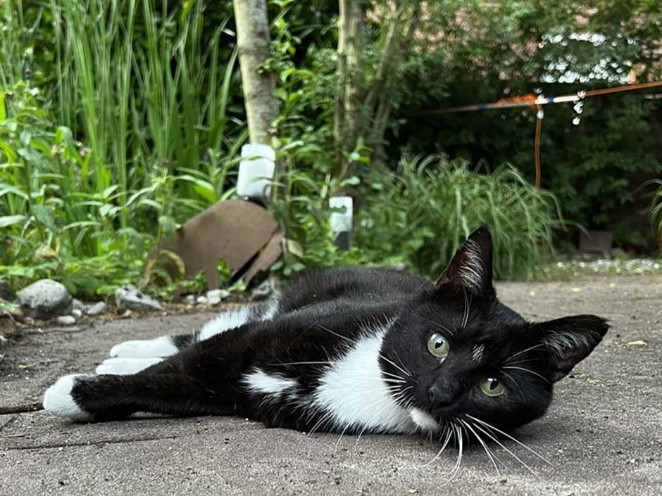 Kater Blacky liegt im Garten.