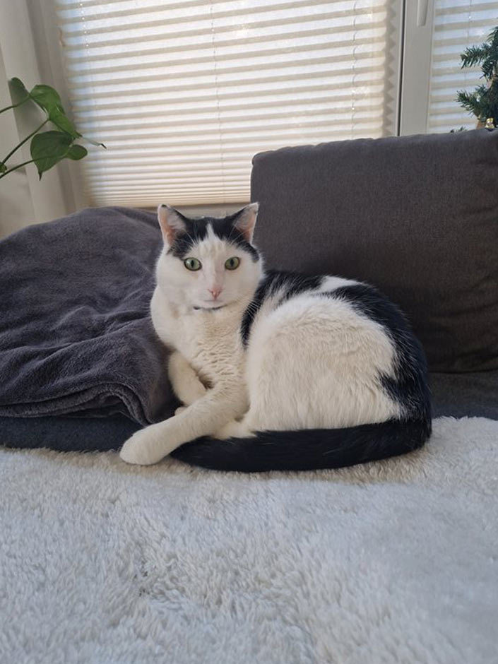 Kater Charly liegt auf dem Sofa.