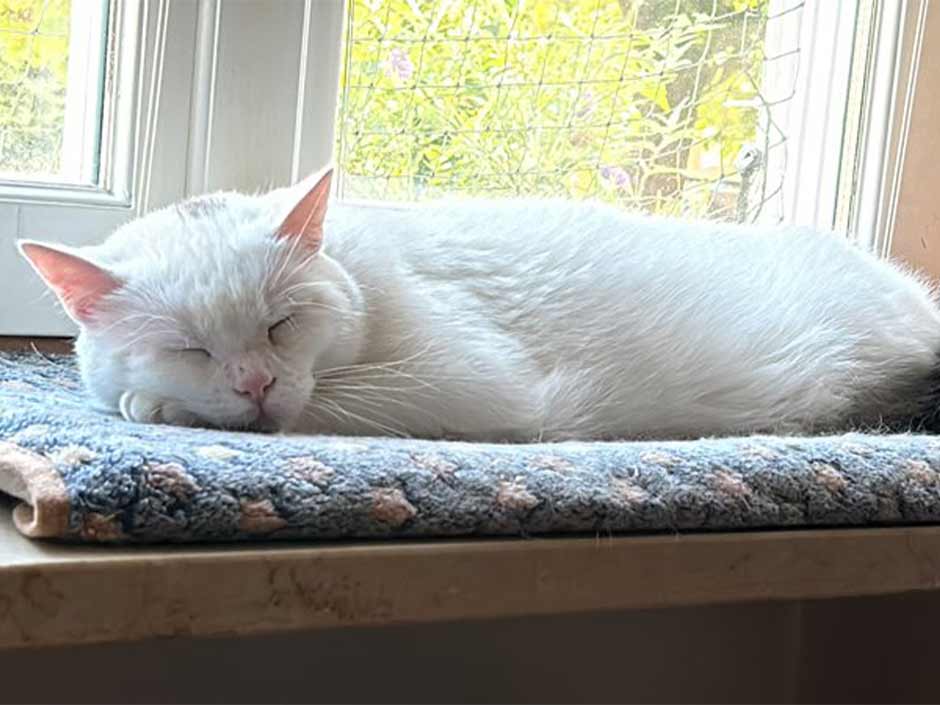 Kater Heinzi schläft auf der Fensterbank.