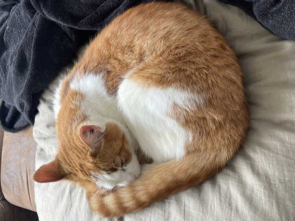 Kater Leo liegt auf dem Sofa.