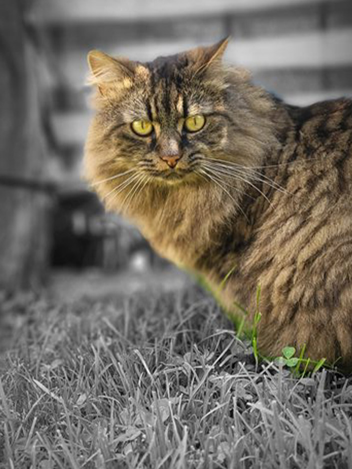 Kater Loki im Garten.