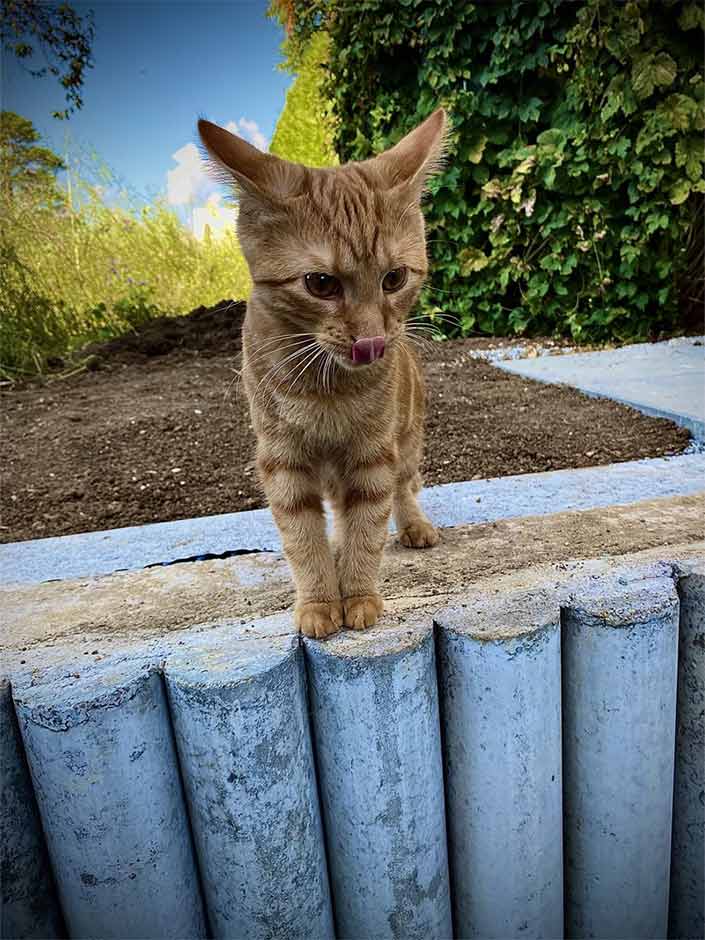 Kater Morpheus im Garten.