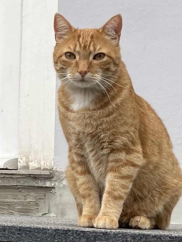 Kater Titus sitzt auf einer Mauer.