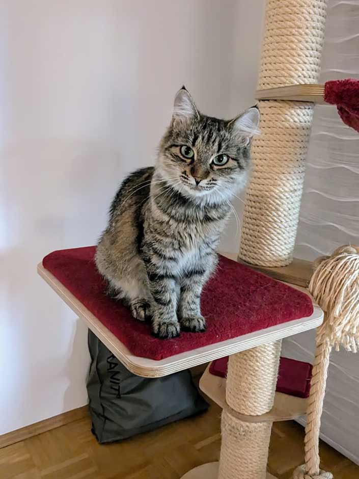 Katze Honey sitzt auf einem Kratzbaum.