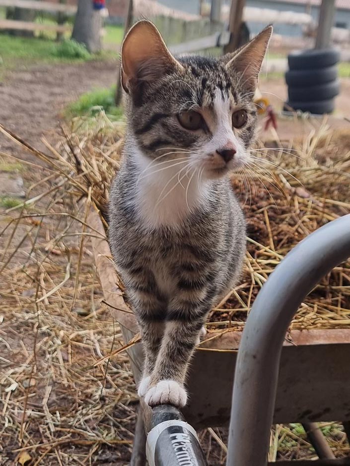 Katze Klaus im Garten.