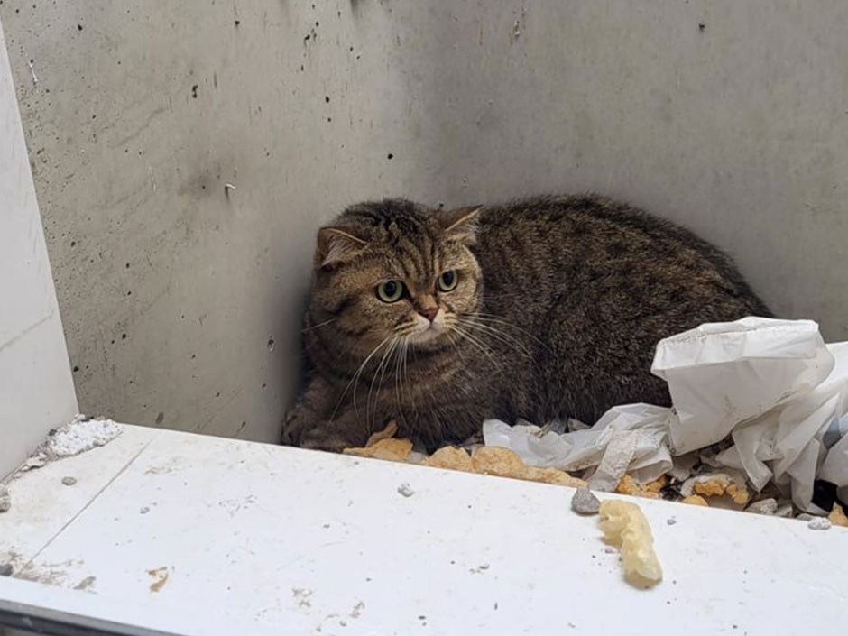 Katze Mitzi in einem Spalt am Fenster.