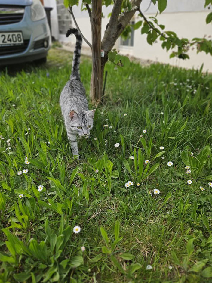 Katze Penny läuft auf der Wiese.