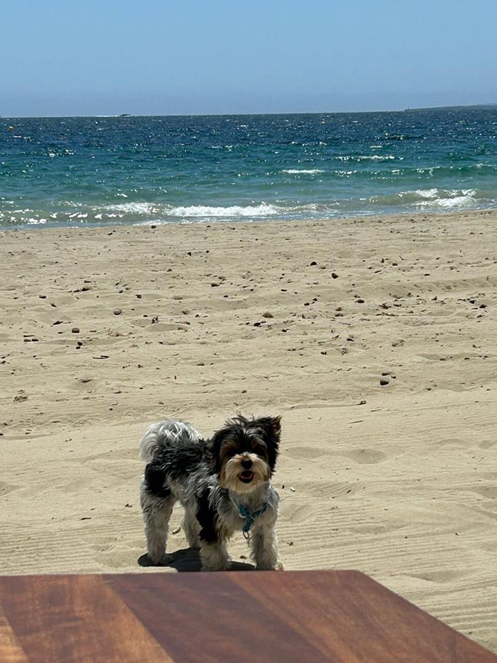 Rüde Lucky am Strand.