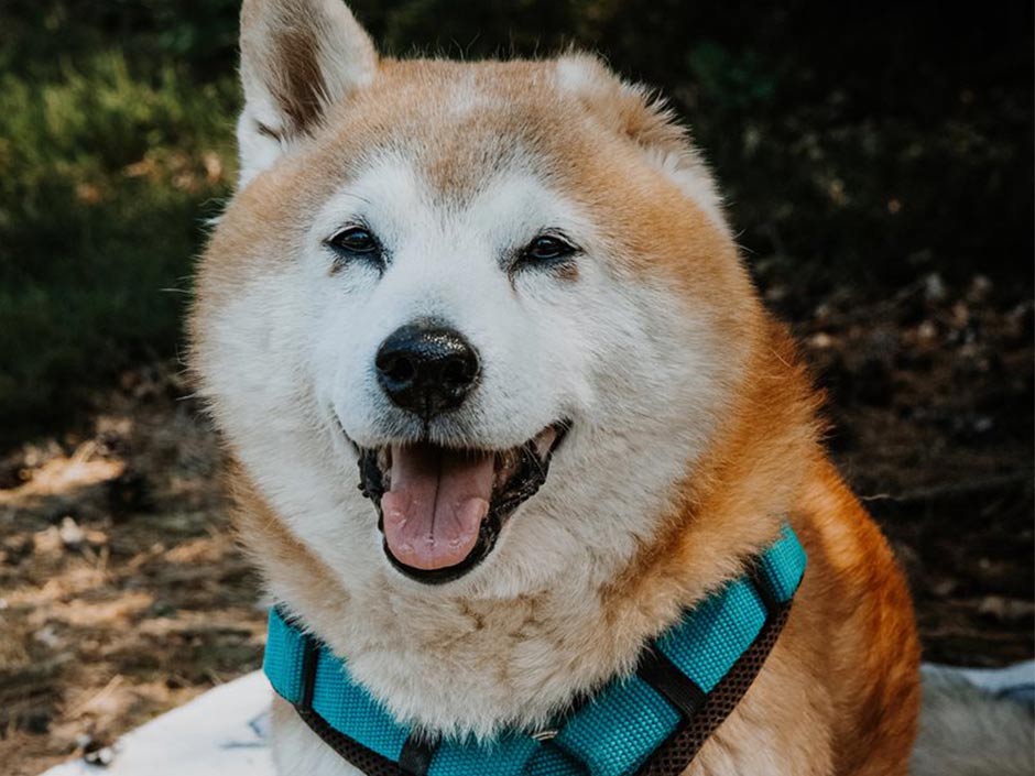 Dementer Hund sitzt entspannt.