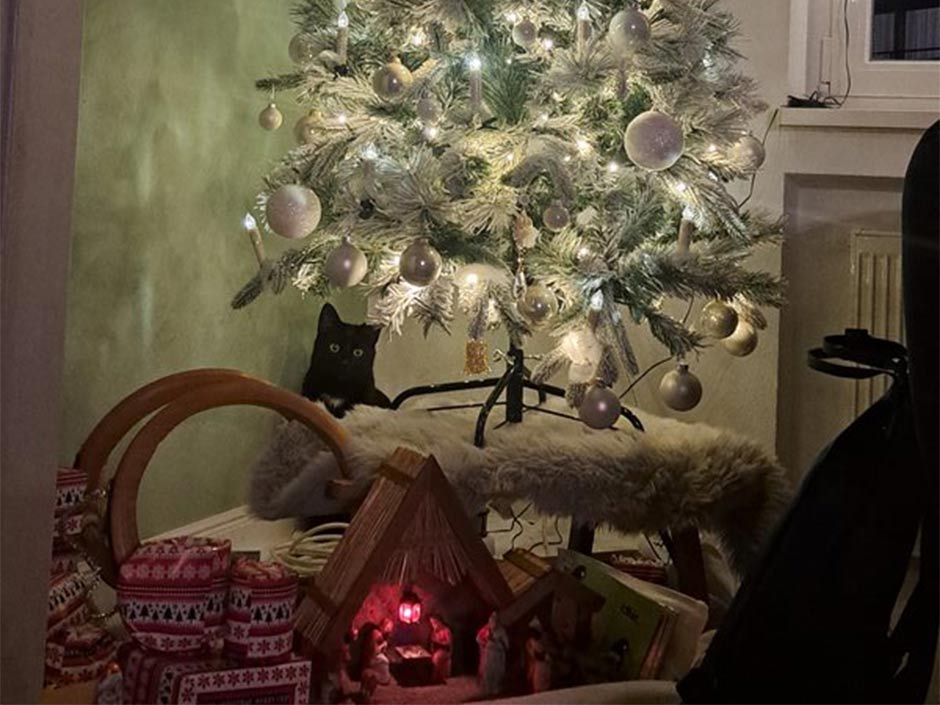 Kater Bruno unter dem Weihnachtsbaum.