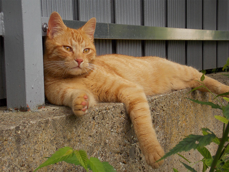 Kater Timmy liegt auf der Mauer.