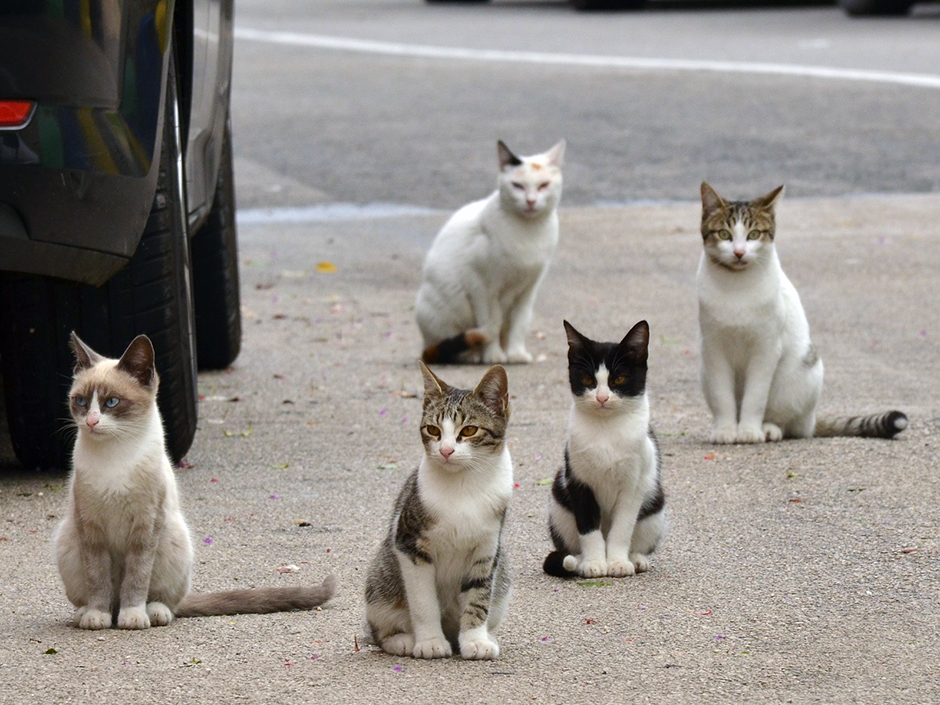 47+ toll Bilder Wann Werden Kater Geschlechtsreif : Paarungsverhalten