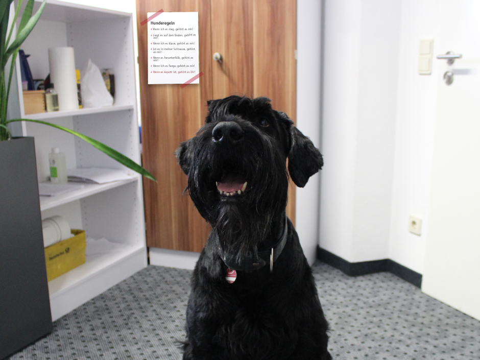 Hunde im Büro So unterstützen Sie den Arbeitsalltag TASSO