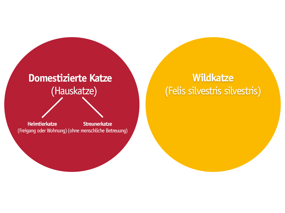 Diagramm Wildkatze versus Hauskatze