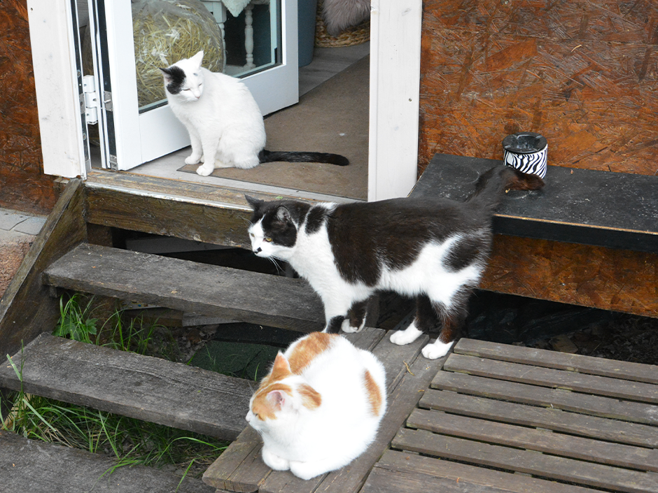 Streunerkatzen im Katzenhaus.