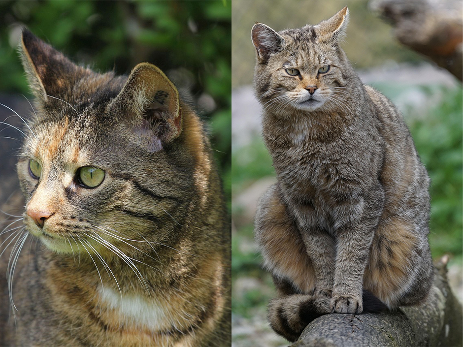 Wildkatze versus Hauskatze