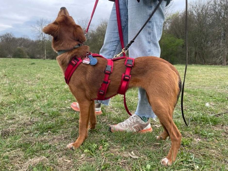 Hund mit doppelter Sicherung. © Lisa Borchard